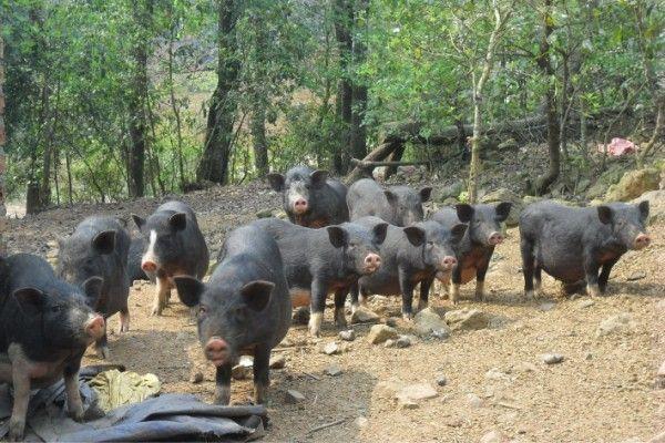 Lợn mán chăn thả tự nhiên kéo nhau về sau tiếng kẻng