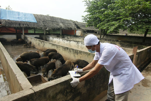 Tiêm phòng cho lợn mán