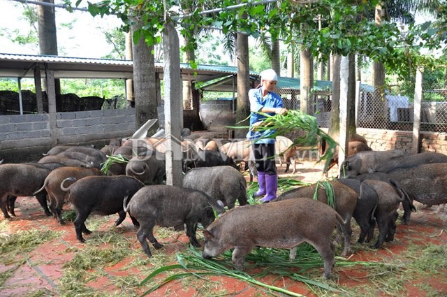 Vệ sinh chuồng trại giúp tăng đề kháng cho lợn mán