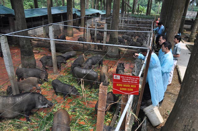 Lợn mán trang trại lợn Hòa Bình