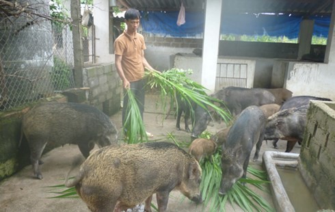 Lợn mán đực đã thuần dưỡng