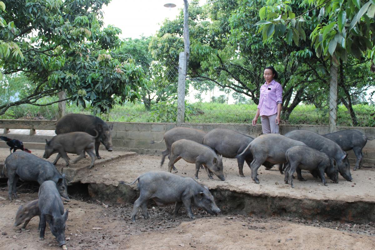 Chăn nuôi lợn mán mang lại hiệu quả kinh tế cao