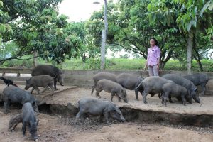 Chuồng trại nuôi lợn mán cần xây dựng chắc chắn, rào xung quanh