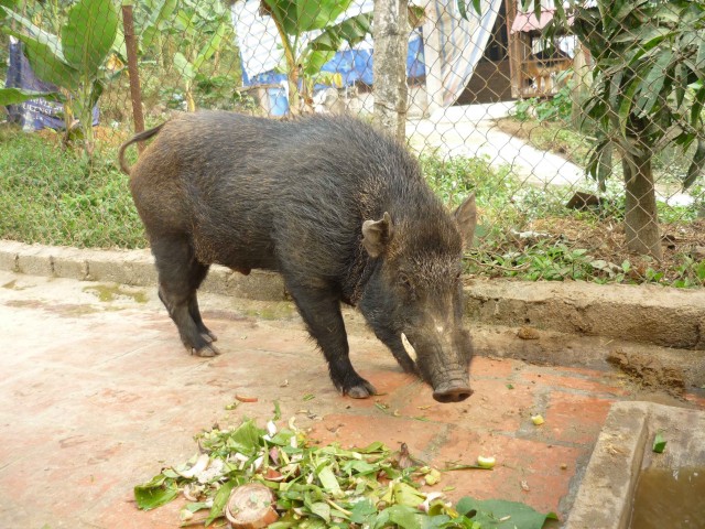 Lợn rừng