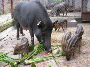 Mô hình chăn nuôi lợn mán tại Trang trại Cao Phong – Hòa Bình